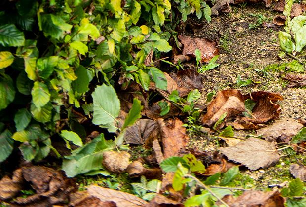 Mulch: Waarom een mulchlaag en zelf mulchen