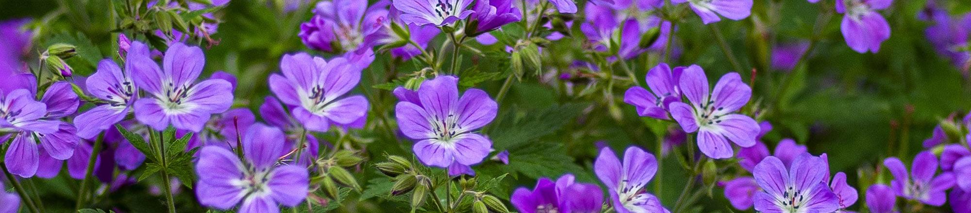 bewaker planter Variant Ooievaarsbek (Geranium) snoeien, overwinteren, stek.. • Intratuin