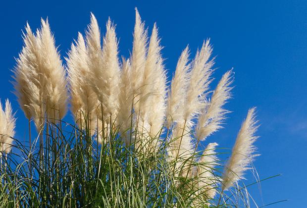 Pampasgras (Cortaderia selloana)