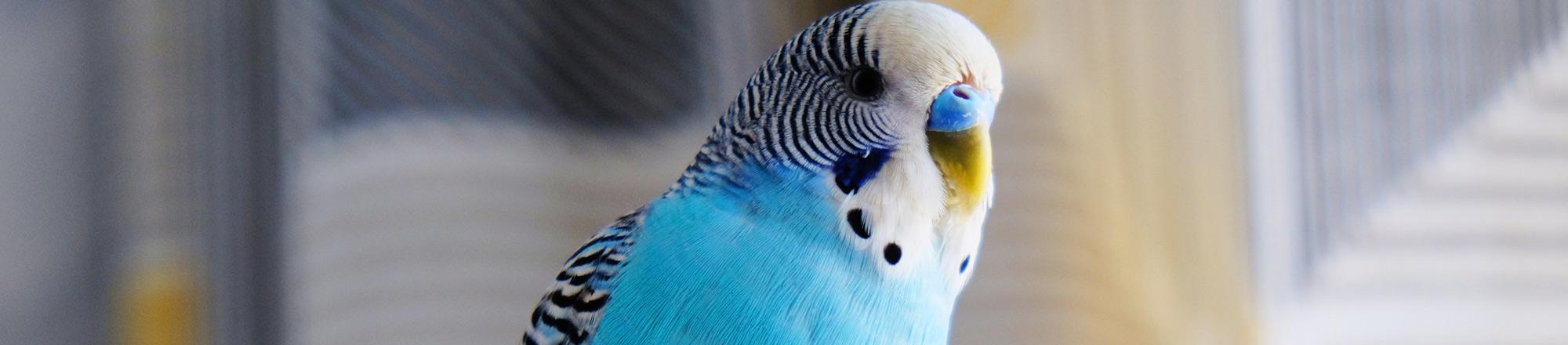 De 10 belangrijkste tips bij het aanschaffen van een vogel