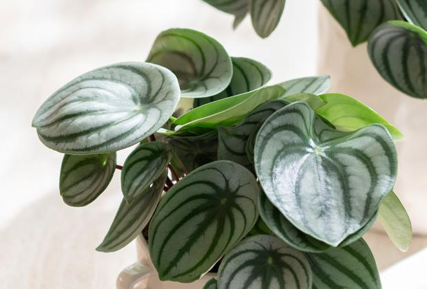 Peperomia