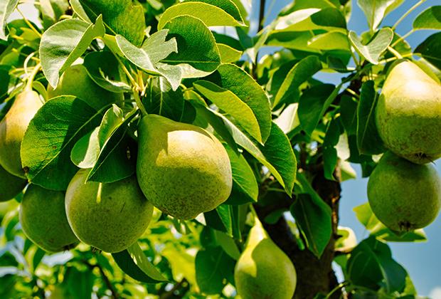 Perenboom (Pyrus communis)