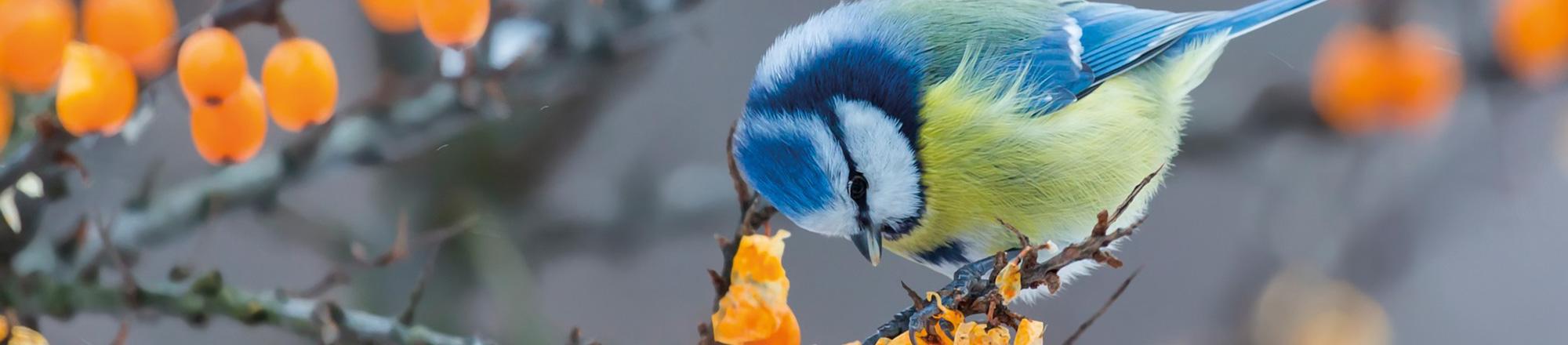 Tips voor meer vogels in je tuin