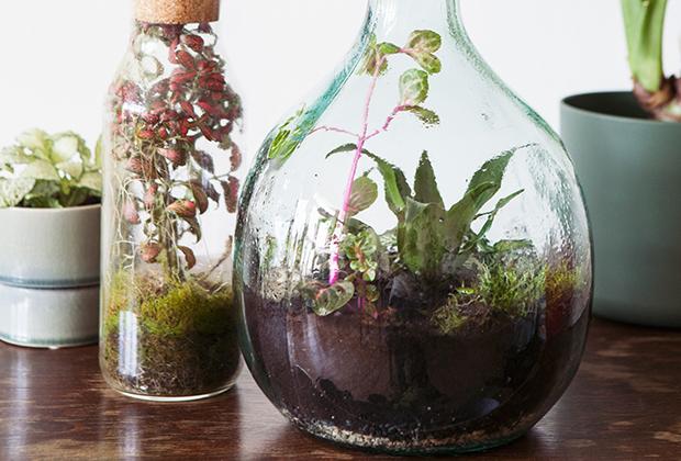 activering Arrangement jurk DIY – Maak een planten terrarium: ecosysteem in glas – Intratuin