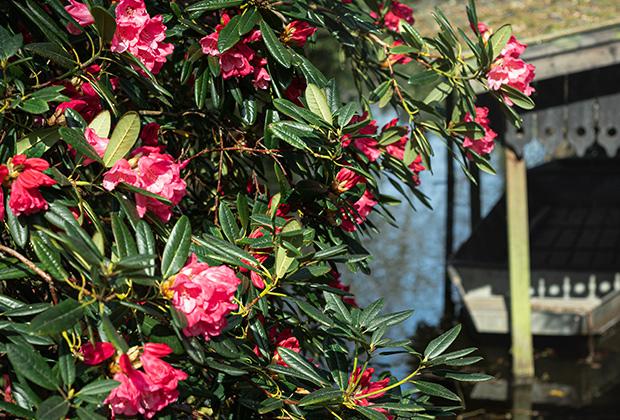 Rhododendron snoeien