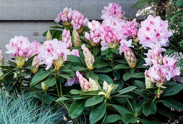 Rhododendron