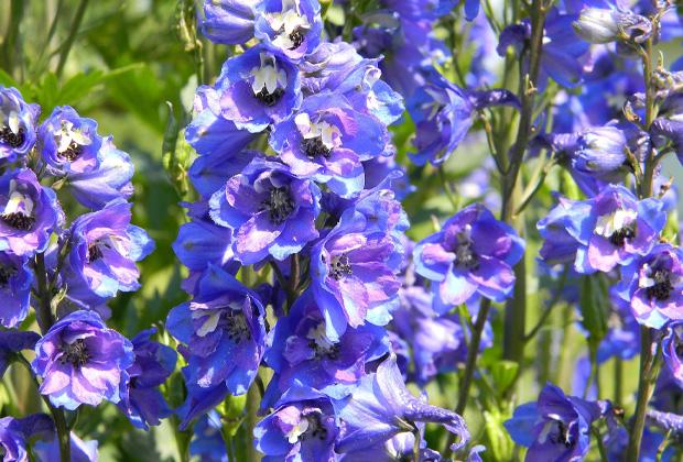 Ridderspoor (Delphinium)