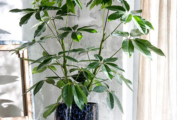 Schefflera (vingersboom)