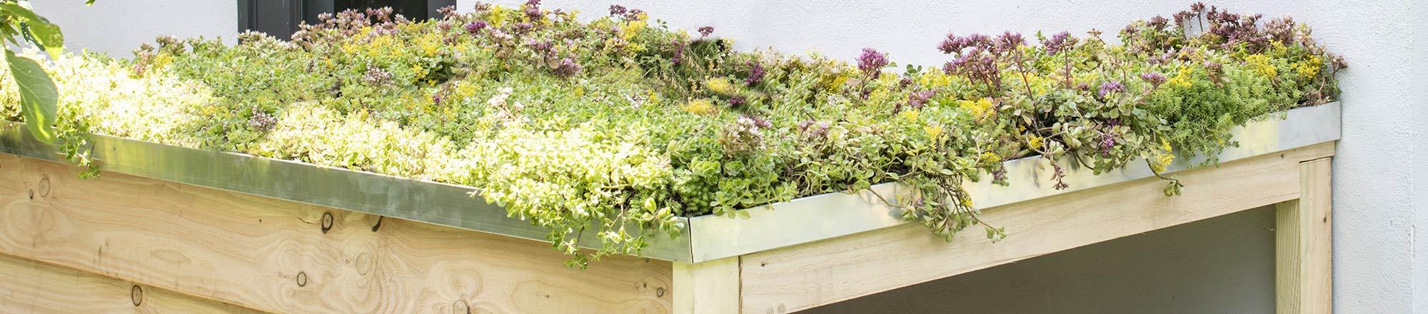 Sedumdak maken? Een groen dak met Sedum