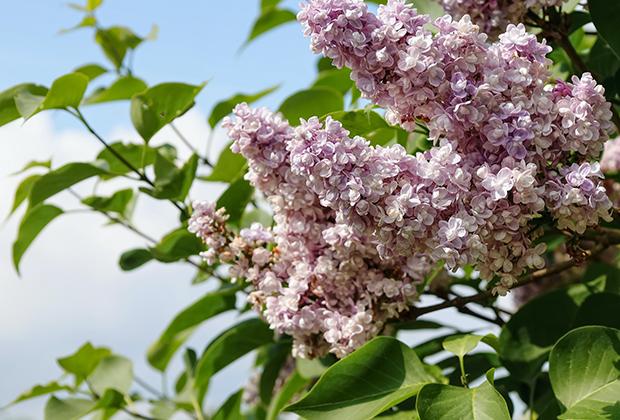 Sering (Syringa)