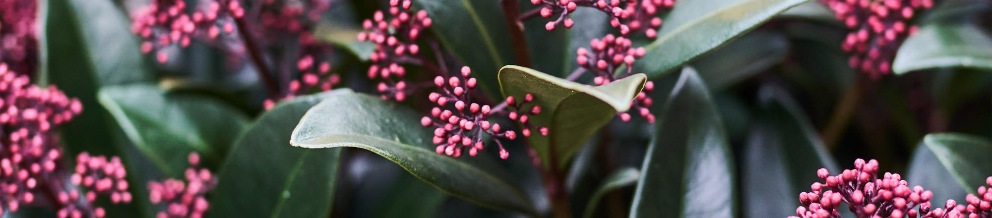 Skimmia (Skimmia japonica)