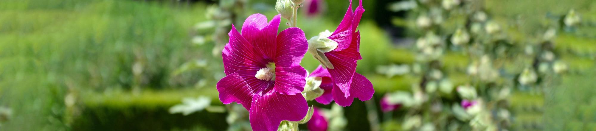 Stokroos (Alcea rosea)