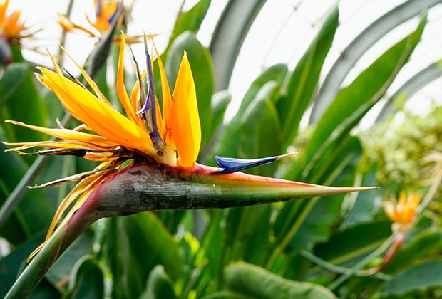 Strelitzia (Paradijsvogelplant)