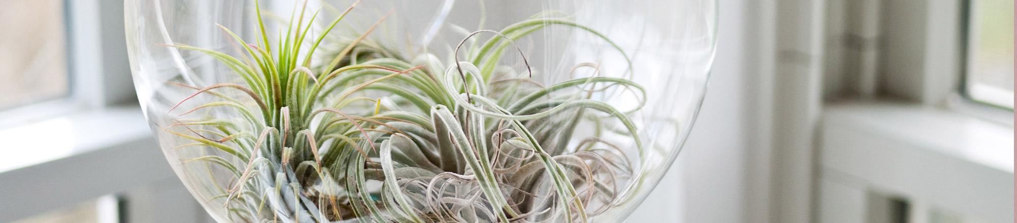 Tillandsia