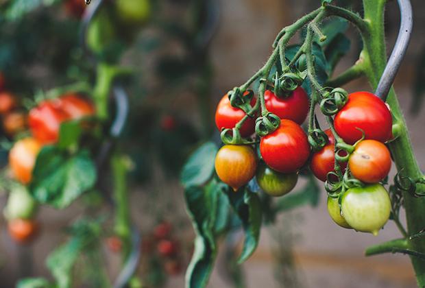 Zelf groente kweken in de moestuin