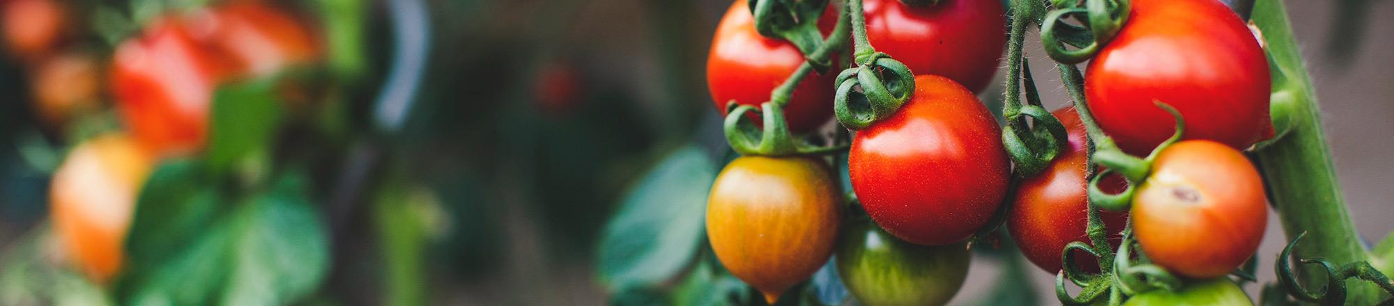 Zelf groente kweken in de moestuin