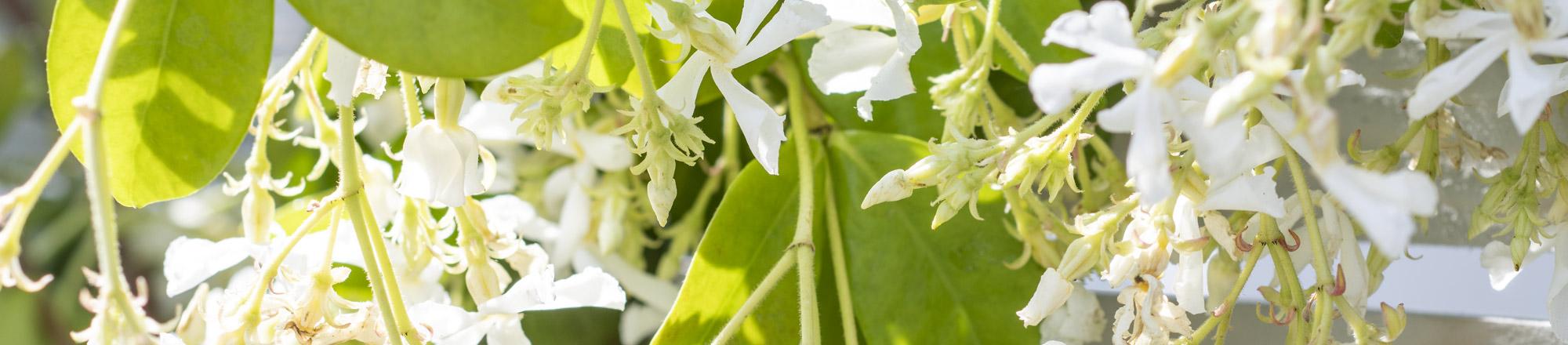 Toscaanse jasmijn (Trachelospermum jasminoides) 