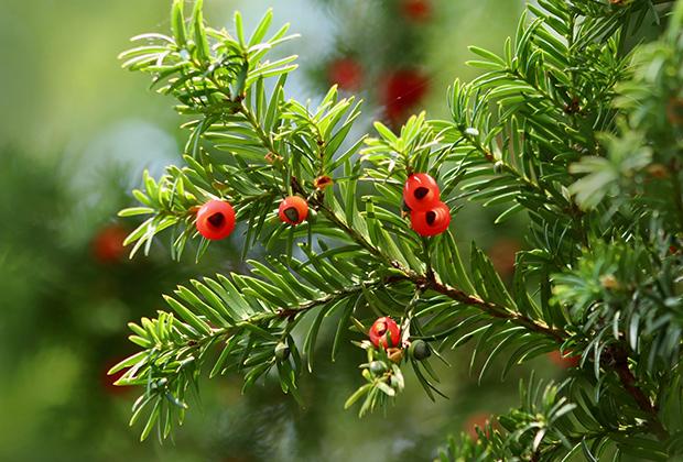 Venijnboom (Taxus baccata)