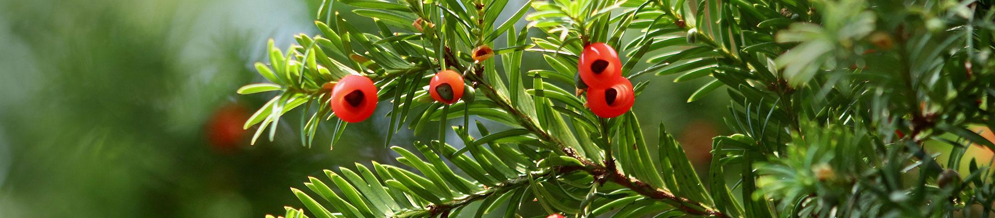 Venijnboom (Taxus baccata)