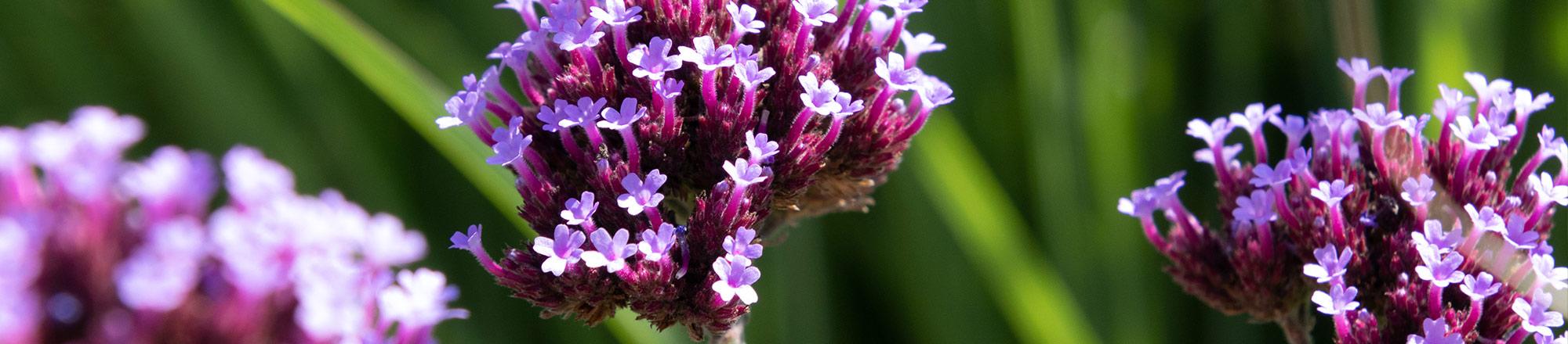 Verbena (IJzerhard)