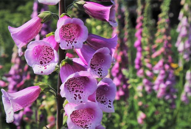 Vingerhoedskruid (Digitalis)