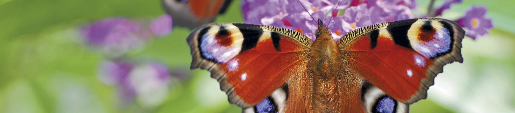 Vlinderstruik (Buddleja davidii)