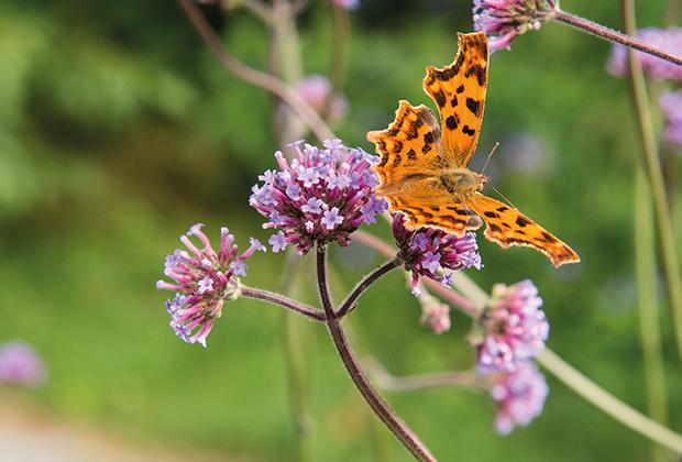 Maak van je tuin een vlindertuin