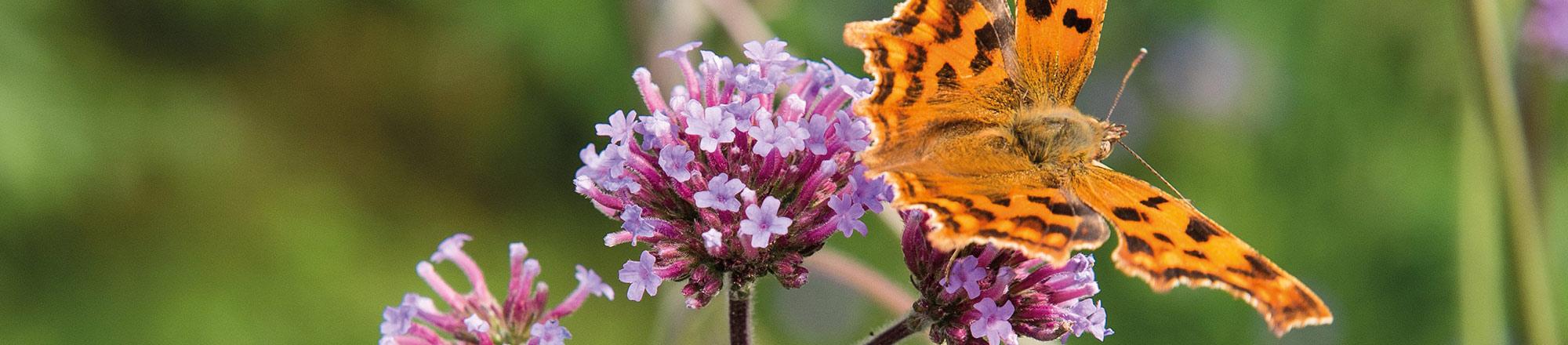 Maak van je tuin een vlindertuin