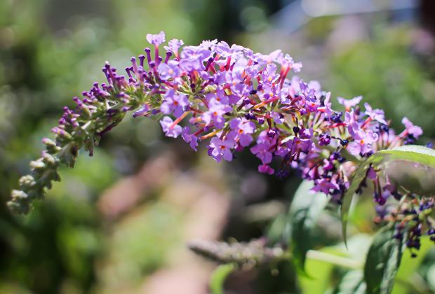 Vlinderstruik (Buddleja)