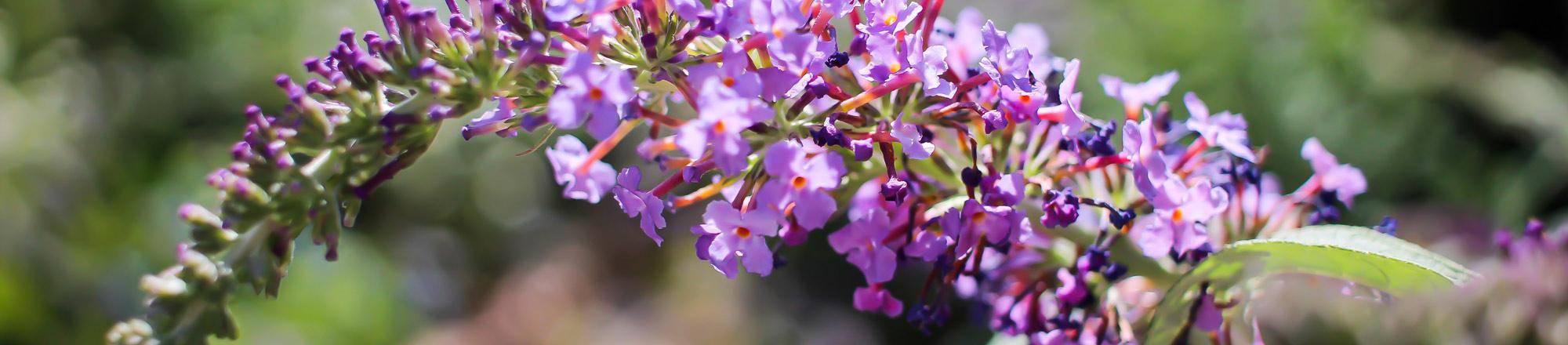 Vlinderstruik (Buddleja)