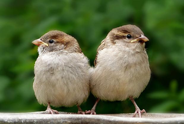 Wat moet je doen als je een jonge vogel vindt?