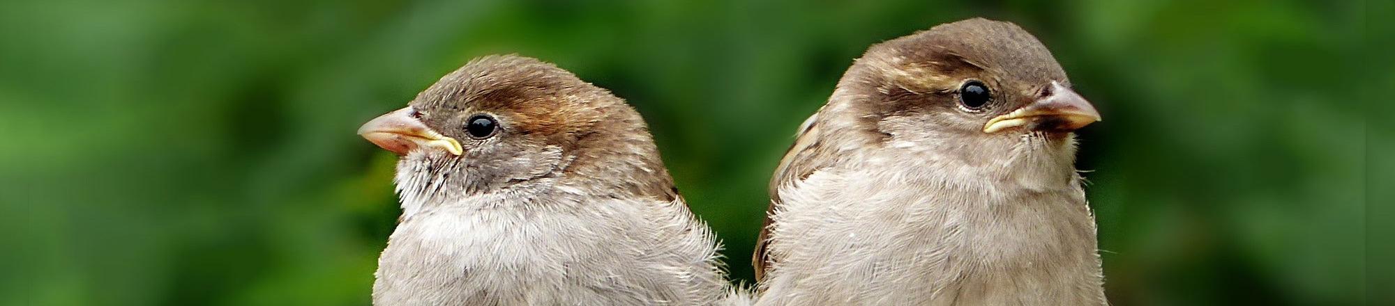 Wat moet je doen als je een jonge vogel vindt?