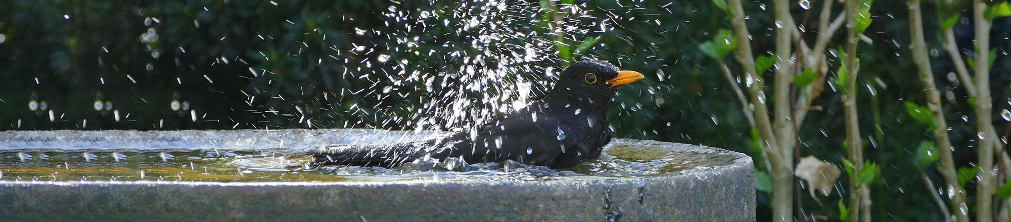 Help vogels de hitte door. Hitteplan voor vogels