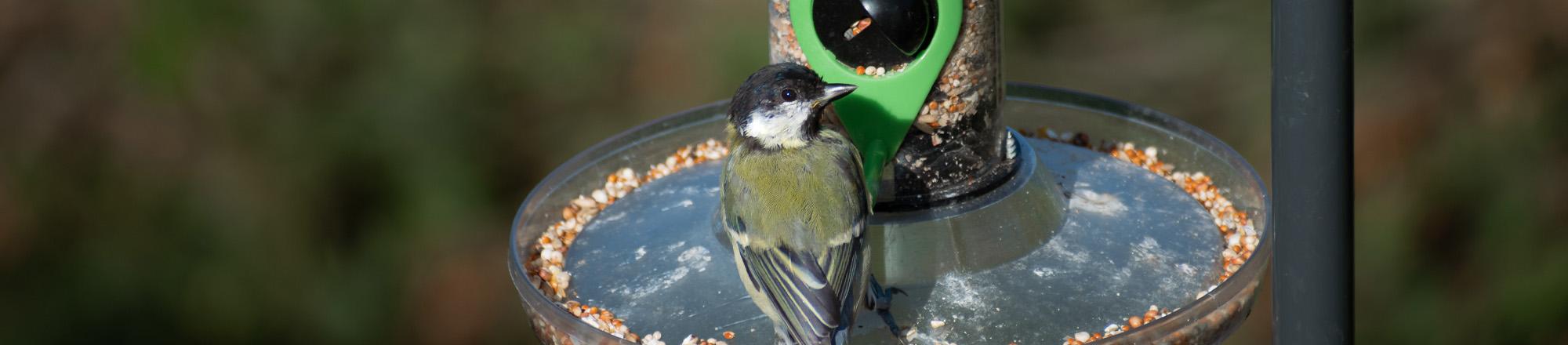 Vogels voeren? 4 Tips voor het bijvoeren van tuinvogels