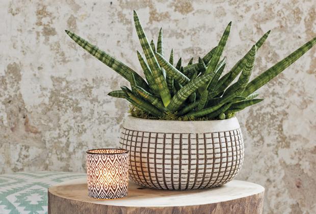 Sansevieria (vrouwentong)