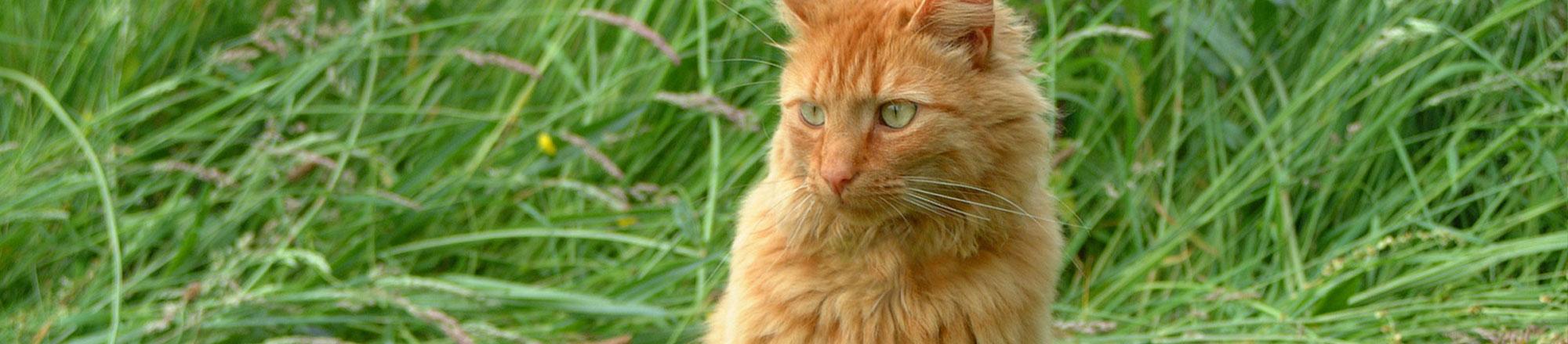 Waarom je kat kattengras nodig heeft