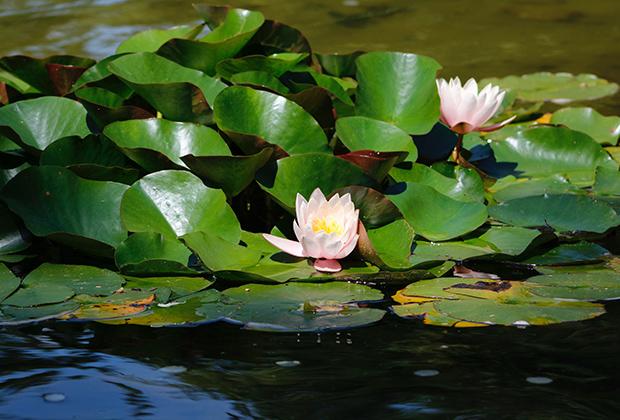 Waterplanten en vijverplanten voor elke vijver