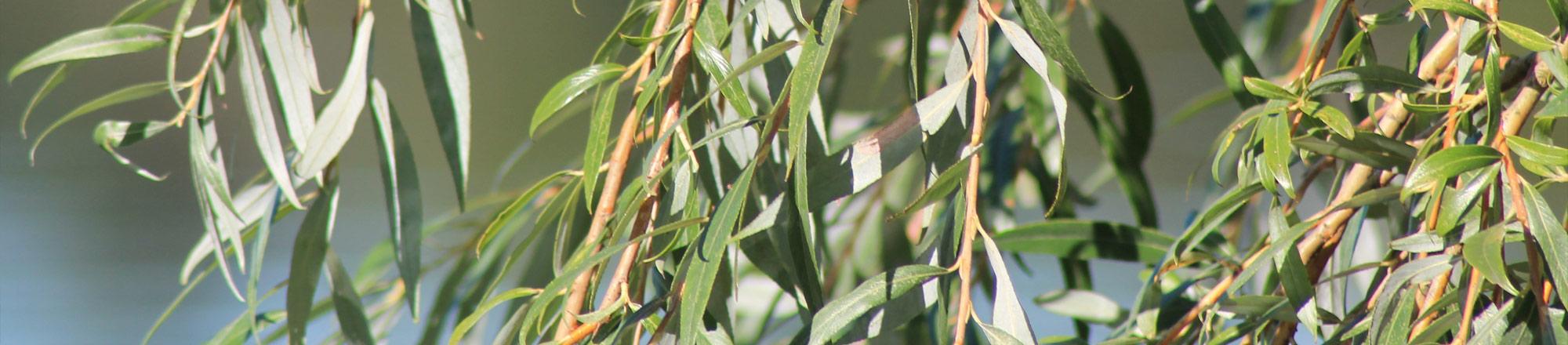Wilg (Salix)