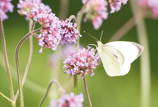 Mieren Bestrijden? 12 Tips Tegen Mieren In Huis Én Tuin - Intratuin