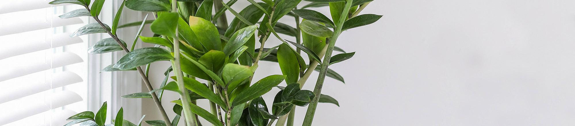 Zamioculcas / ZZ plant