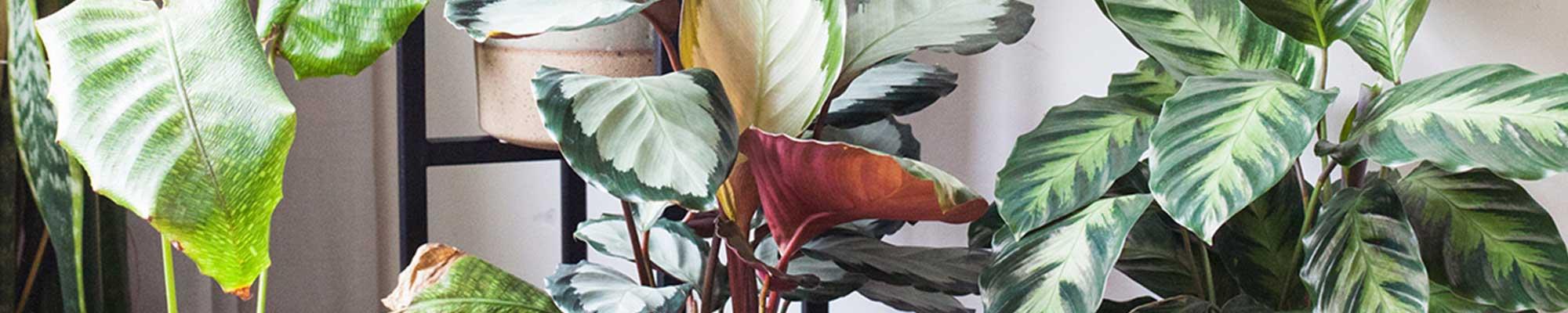 Zo verzorg je een Calathea