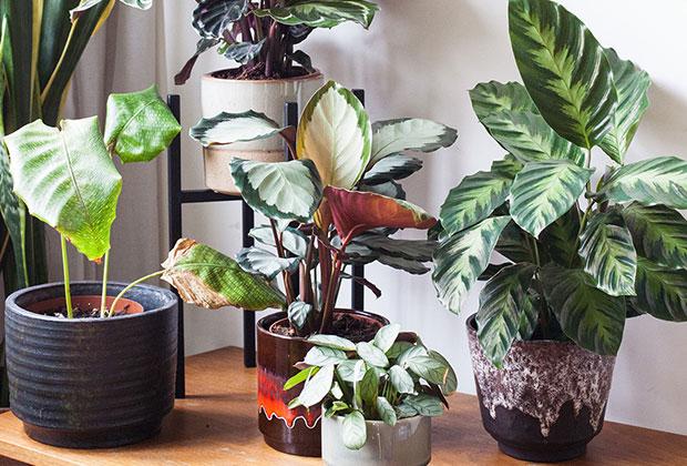 Zo verzorg je een Calathea