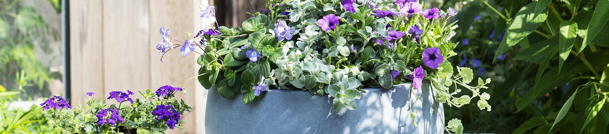 Top 5 mooiste bloeiende balkonplanten