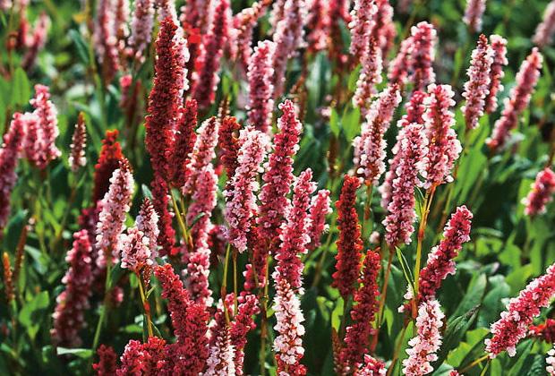 Duizendknoop (Persicaria)