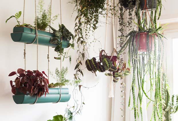 Maak je huis gezellig met hangplanten