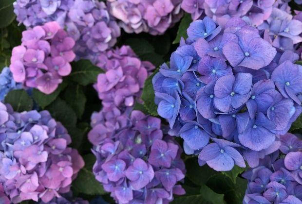 Top 5 mooiste hortensia's