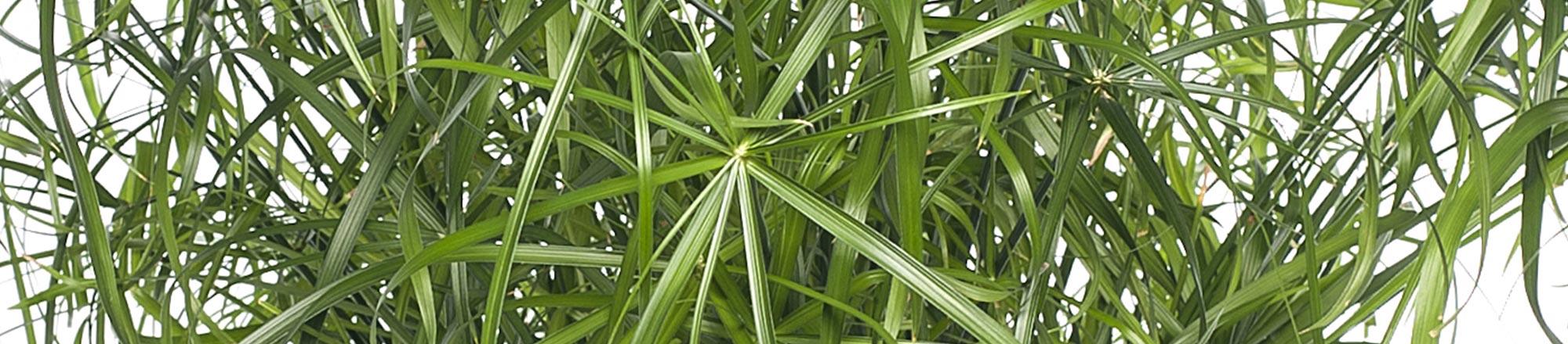 Parapluplant (Cyperus alternifolius)