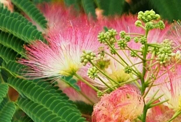 Perzische slaapboom (Albizia julibrissin)
