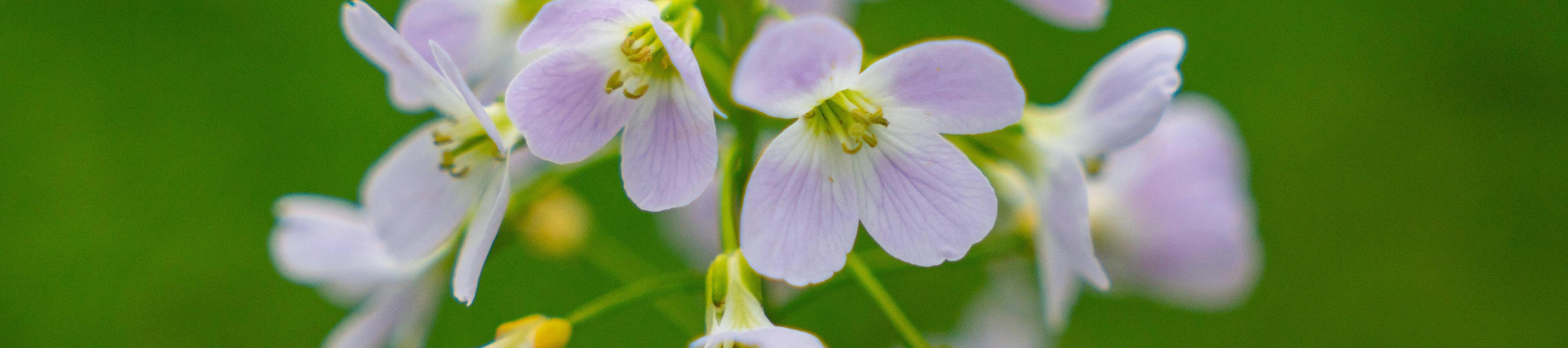 Pinksterbloem (Cardamine)