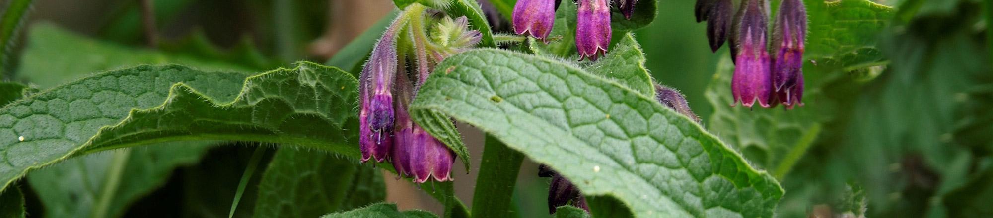 Smeerwortel (Symphytum)